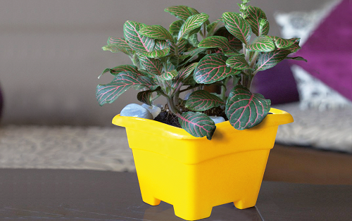 گلدان پلاستیکی عمده