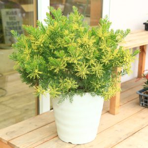 تولیدی گلدان پلاستیکی در تهران